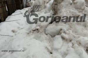 O locuinţă din Fărcăşeşti, îngropată de zăpada aruncată pe gardul său de autorităţi!