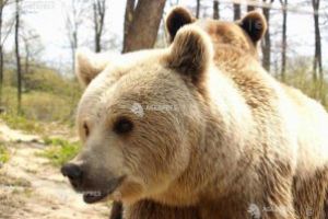 Harghita: Jandarmii au fost solicitaţi să intervină pentru alungarea unei ursoaice cu pui, la Miercurea Ciuc