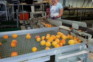 S-a prelungit termenul pentru solicitarea finanţărilor în procesarea produselor agricole