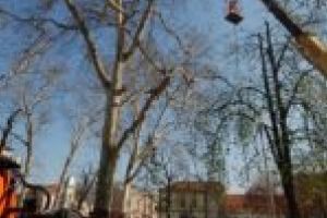 Primăria Lugoj vrea cioara din copac! Arborii din Parcul Prefecturii, victime colaterale în războiul cu ciorile