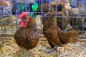 Duminică, 10 februarie: Expoziţie de porumbei de agrement, găini şi animale de companie la Cugir