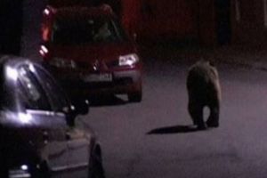 Locuitorii din Miercurea Ciuc, exasperaţi de ursul care s-a obişnuit să circule liber pe stradă zi şi noapte
