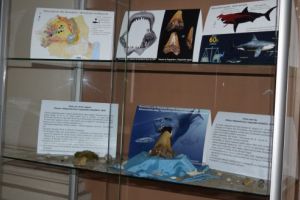 Dinte de rechin, vechi de 20 milioane de ani, la Secţia de Știinţele Naturii din cadrul Muzeului Judeţean Mureş