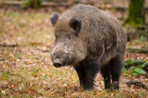 Incredibil!: Persoane, atacate de un porc mistret. Doua victime, transportate la spital (video)