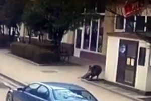 Panică în Sălaj: Un mistreţ a atacat două persoane, în centrul oraşului Şimleu Silvaniei! (VIDEO)