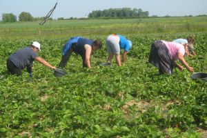 La muncă în Europa: la căpşuni în Spania sau la cules mazăre în Danemarca?