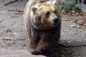De frica ursului, Borboly Csaba şi-a dus familia la rude în Braşov, până se întoarce de la Bruxelles