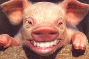 O femeie a fost mâncată de vie de porci. I s-a făcut rău când s-a dus să-i hrănească, iar aceştia i-au grăbit groaznicul sfârşit