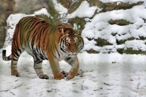 Cine vizitează grădina zoologică din Parcul Bucov poate afla şi povestea tigrului Alex