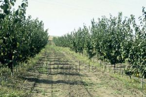 AFIR a publicat Ghidului Solicitantului pentru investiţiile în pomicultură