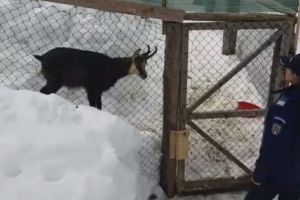 ARGEŞEAN din AREFU, CREŞTEA ACASĂ O CAPRĂ NEAGRĂ!