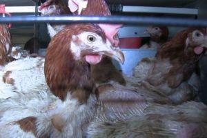 VIDEO Găinile ouătoare, crescute în condiţii de neimaginat în România (Imagini cu impact emoţional)