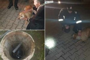 FOTO. Un căţel a fost salvat dintr-o fântână adâncă de 6 metri de către pompierii din Alba: ”Orice viaţă contează”