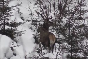 În inima pădurii: cerb filmat de aproape în Parcul Naţional Călimani