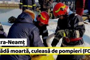 NEAMȚ: Lebădă moartă, culeasă de pompieri (FOTO)