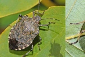 Avetisment! „Halyomorpha halys”  prezentă şi în România „CUCEREŞTE”  toată Europa: Nu vom scăpa de ea! Niciun atac chimic nu a putut stârpi creatura 