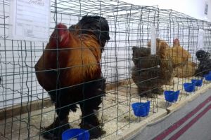 VIDEO FOTO Concurs de frumuseţe pentru găini, cocoşi, raţe şi iepuri în Sibiu