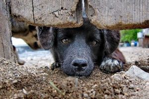 MINTE CRIMINALĂ a unui student la medicină veterinară! INCREDIBIL ce a putut introduce în stomacurile unor câini! Anhetatorii sunt în ALERTĂ