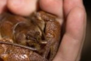 EXCLUSIV. Un cercetător timişorean a descoperit o nouă specie de rac, prezentă doar în România