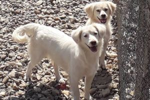 Adoptă un câine fără stăpân!
