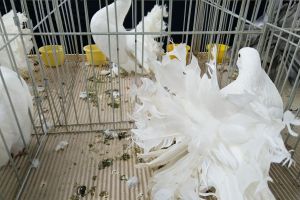 Cei mai frumoşi porumbei de rasă şi păsări exotice, într-o expoziţie la Bistriţa