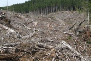 ALERTĂ NAȚIONALĂ: VERDEAȚA României va dispărea! PĂDURILE ţării sunt în PERICOL! Reacţia autorităţilor este HALUCINANTĂ! 