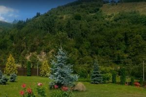 Fondul forestier national, in atentia oamenilor legii. Peste 2.000 de perosane, cercetare penal