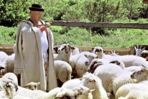 Crescătorii de ovine vor primi un ajutor de minimis pentru comercializarea lânii şi în 2019