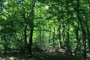 Măsuri de sprijin pentru proprietarii de terenuri agricole şi forestiere