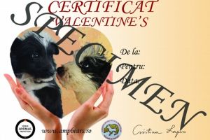 Ajuţi căţeii de la adăpostul Victory şi primeşti un certificat special de Ziua Îndrăgostiţilor