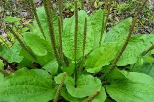 Pătlagină (Plantago lanceolata) – beneficii şi proprietăţi
