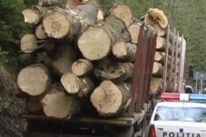 Bilanţul infracţiunilor silvice constatate în Mureş, în 2018