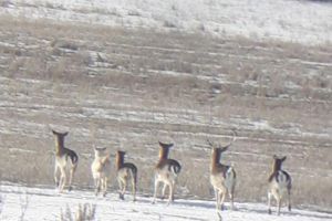 O căprioară albă, extrem de rară, văzută în apropierea Sucevei