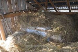 Maramures: Tigari de contrabanda ascunse in fan