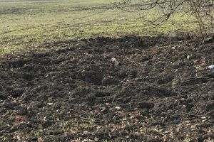 Mistreţii distrug tot mai des culturile agricole. Proprietarii de terenuri, la limita puterilor