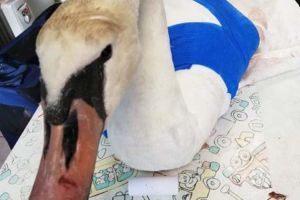 Jos pălăria: O lebădă care şi-a frânt o aripă în Oradea a fost salvată de la moarte la Cluj