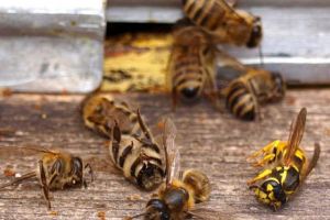 CATASTROFĂ la nivel MONDIAL. DISPARIŢIA insectelor de pe PĂMÂNT este o cruntă REALITATE