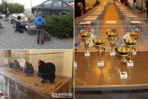FOTO / Expoziţia de păsări de curte, porumbei şi iepuri a atras sute de vizitatori din  Cugir. Proprietarii celor mai frumoase exemplare au fost recompensaţi cu diplome şi cupe