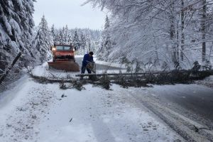 Se circulă greu pe DN 14A – A căzut un copac pe carosabil