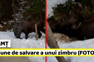 NEAMȚ: Misiune de salvare a unui zimbru căzut într-un şanţ (FOTO)