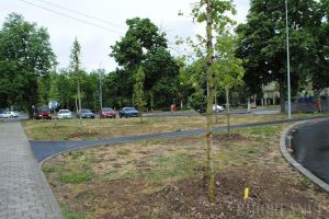 Verdele, la darea de seamă: Câţi copaci au fost plantaţi în Oradea în 2018