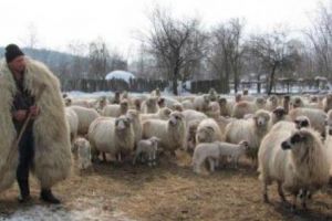 Crescătorii de oi beneficiază şi anul acesta de ajutorul de minimis pentru comercializarea lânii