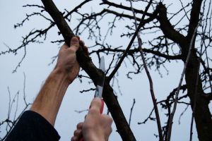 Lucrări agricole în livada şi via aflate în repausul vegetativ