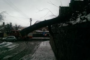 Copaci căzuţi pe străzile din Sibiu din cauza zăpezii