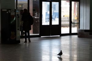 Gara Bacău a devenit sală de mese pentru porumbei