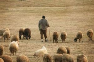 Cioban mort în drum spre ambulanţă – A decedat într-o căruţă