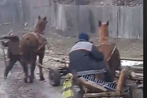 Comăneşti: Cal bătut cu parul [VIDEO]