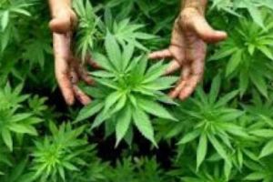 Poliţiştii din Giurgiu au DESCOPERIT o cantitate impresionantă de CANNABIS în rucsacul unui tânăr