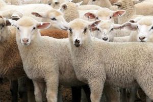 Crescătorii de ovine sibieni care vor să vândă lână pot primi ajutor de la stat