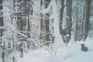 VIDEO / Un râs a fost filmat în timp ce se plimba, prin zăpadă, în Parcul Natural Apuseni